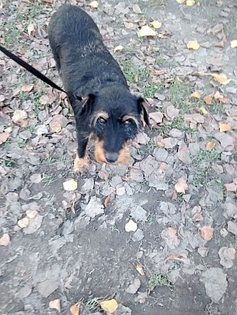 terier